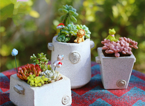 春節(jié)期間擺放家里能“旺財(cái)”的花